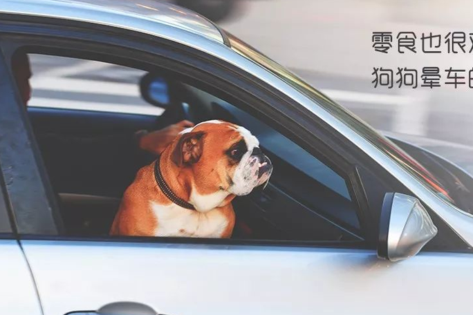 春节就要回家了,可是我的狗狗怎么办?大客车让带狗吗?