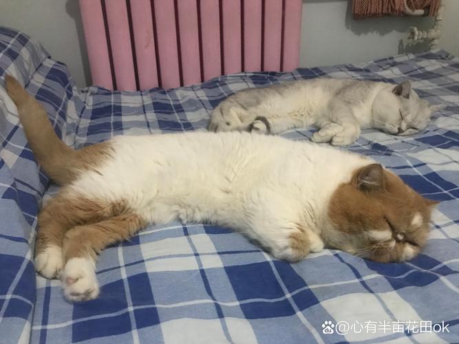 家有猫狗宠物的朋友们,你们过年回家是怎么安置宠物的呢?
