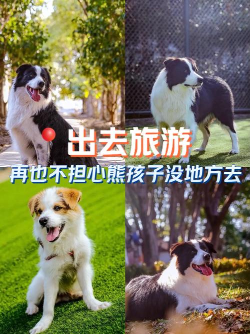 你是带上你家的狗狗自驾游吗?进景区及住宿吃饭怎么解决