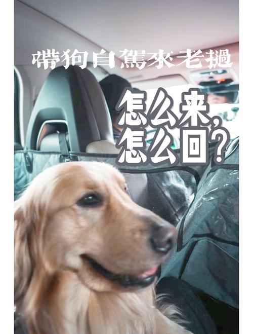 带狗狗旅游攻略