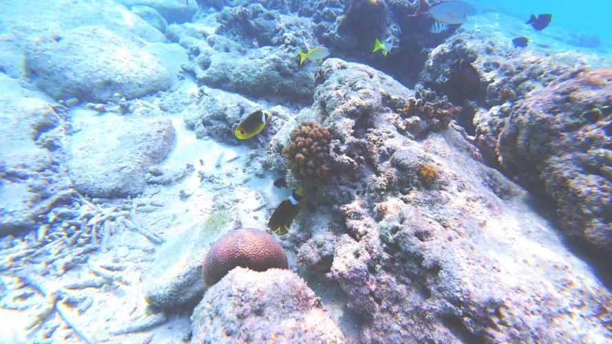 出国潜水旅游，国外潜水去哪里好？（今日头条已更新）